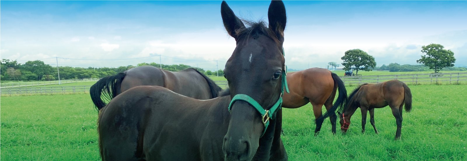 RECRUIT - 株式会社サンデーヒルズ - 競走馬生産・育成